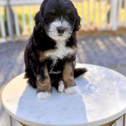 Girl 2 - Tri-color female Bernedoodle puppy in Salt Lake County, Utah from Coco Avenue Pups