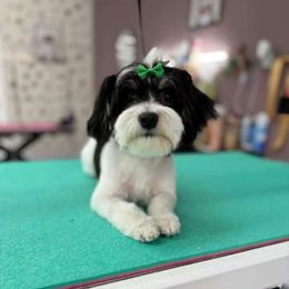 Lucy - Havanese