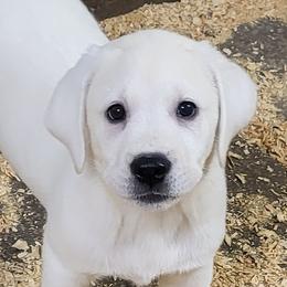 Labrador Retrievers from Countrylanes retriever