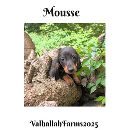 Mousse - Chocolate male Dachshund puppy in Sebring, Ohio from Valhallah Farms