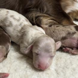 Puppy 1 - Dapple male Dachshund puppy in Fayetteville, West Virginia from Loop Creek Dachshunds