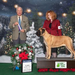 Mastiff All Grown Up from Temblor Mastiffs