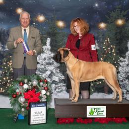 Mastiff All Grown Up from Temblor Mastiffs