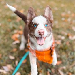Pumpernickel - Merle male Pomsky puppy in Cleveland, Ohio from Lake Point Pomskies
