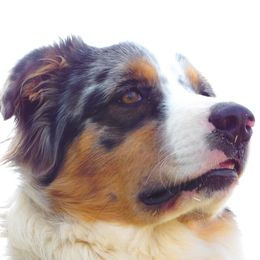 Beau - Australian Shepherd
