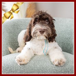 Dustin - Brown male Cockapoo puppy in Connersville, Indiana from Deaz Doodle Ranch