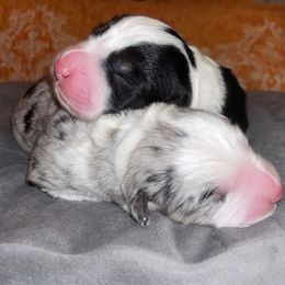 Australian Shepherd, Miniature American Shepherd, and Toy Australian Shepherd Puppies from Ahhmazing Aussies Arizona