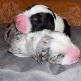 Australian Shepherd, Miniature American Shepherd, and Toy Australian Shepherd Puppies from Ahhmazing Aussies Arizona