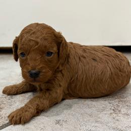 Rain - Red  male Poodle puppy in Cypress, Texas from Misocutepoodles
