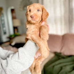 Double Doodle and Labradoodle Puppies from Magnolia & Finn Doodles