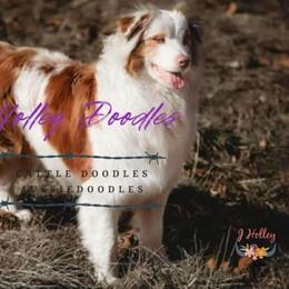 Aussiedoodle puppies from Holley Doodles