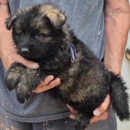 Blue Boy 1 - Sable male German Shepherd puppy in Lake George, Colorado from High Country German Shepherds