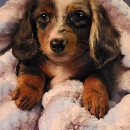 Dachshund Puppies from Ivy Willow Dachshunds