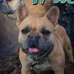 True - French Bulldog