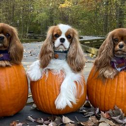 Cavalier King Charles Spaniels and Lowchen from Uptown Cavaliers