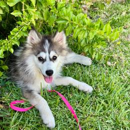 Sweetie - Black and white female Pomsky puppy in La Verne, California from Red Cedar Pomskies