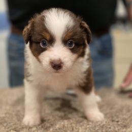 Boy 4 - Red tri-color male Miniature American Shepherd puppy in Artesia, New Mexico from Flawlessly Kennel