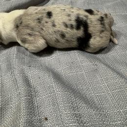 F4 - Blue merle female Border Collie puppy in Meridian, Mississippi from Border Hollow Border Collies