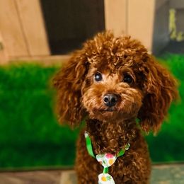 Harvey - Poodle