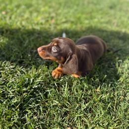 Elsa - Chocolate and tan female Dachshund puppy in Anaheim, California from SoCal Mini Dachshunds