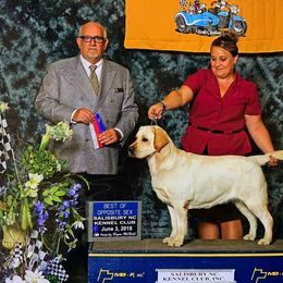 Labrador Retriever All Grown Up from EverOak Labradors