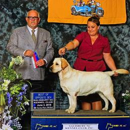 Labrador Retriever All Grown Up from EverOak Labradors