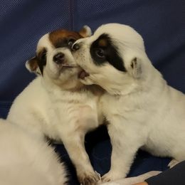 Australian Cattle Dog Puppies from Miller Australian Cattle Dogs
