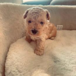 Cinnamon - Cream female Maltipoo puppy in San Diego, California from Maltipoos SD