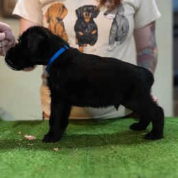 Billy - Giant Schnauzer puppy from Above Par Kennels