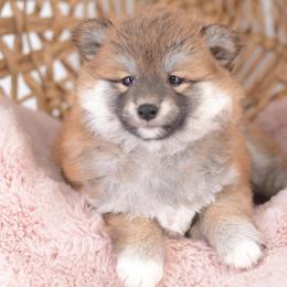 Miko - Wooly Red Girl - Red female Shiba Inu puppy in Neosho, Missouri from Sunny Terrace Shibas