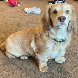 Dachshunds from Angell Weens