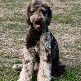 Aussiedoodles and Goldendoodles from Dream Hollow Farm