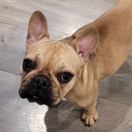 Zoe - French Bulldog
