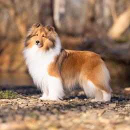 Dinah - Shetland Sheepdog