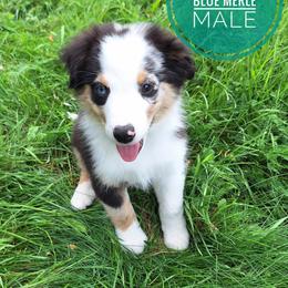 Clover - Blue merle male Miniature Australian Shepherd puppy in Kettle Falls, Washington from Ellie's Miniature Australian Shepherds