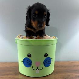 Cocoa (Winston) - Black and tan male Dachshund puppy in Live Oak, Florida from Johnson’s Weiner Farm