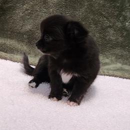 Helen - Black and white female Chihuahua puppy in Chesapeake, Virginia from Elsbeth's Chihuahuas