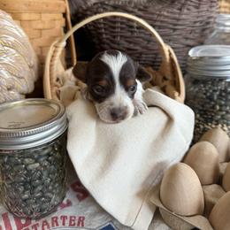 Lucy - Piebald female Dachshund puppy in Cabool, Missouri from White Cottage Dachshunds