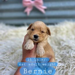 Bernie - male Cavapoochon puppy in Bullard, Texas from Cavapoochon Central LLC