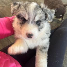 Marshall - Merle male Pomsky puppy in Sturgis, Kentucky from Furever Pomskies