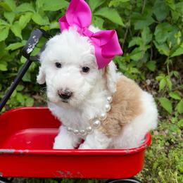 Violet - Red female Bernedoodle puppy in Calico Rock, Arkansas from Cottrell’s Poodles & Doodles
