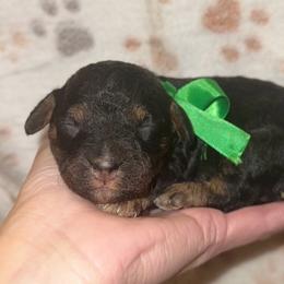 Snowflake - Sable female Cavapoo puppy in Ville Platte, Louisiana from The Barkery