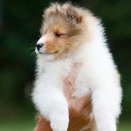 Shetland Sheepdog puppies from Cathance Shetland Sheepdogs