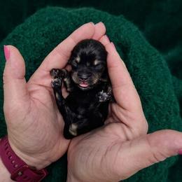 Little Spud - Black and silver male Miniature Schnauzer puppy in Houston, Texas from Haughton Farm
