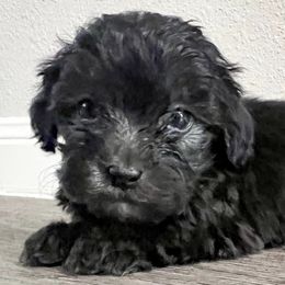 Maltipoos from Blakely’s maltipoo pups