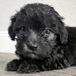 Maltipoos from Blakely’s maltipoo pups