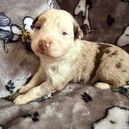 Cindy - Red merle female Australian Shepherd puppy in Atkinson, Illinois from Diamond Ridge Aussies