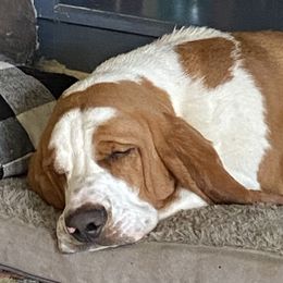 Tua - Basset Hound