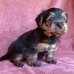 Black and Tan Collar Female - Red female Norfolk Terrier puppy in Bristol, Tennessee from Holston Hollow Farm