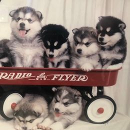 Alaskan Malamute Puppies from Onak Alaskan Malamutes